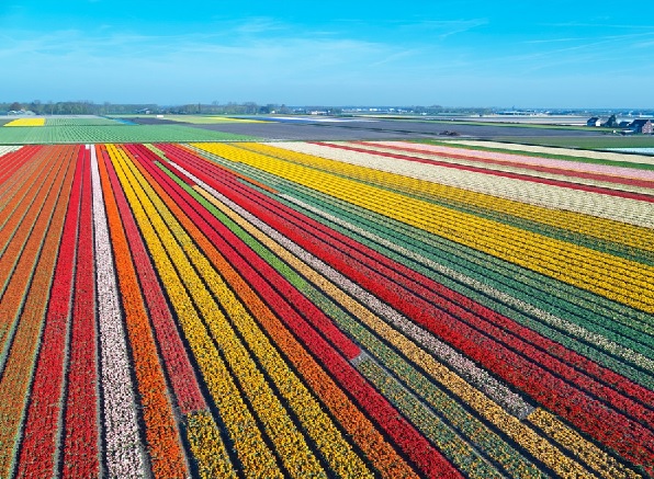 De Bollenstreek